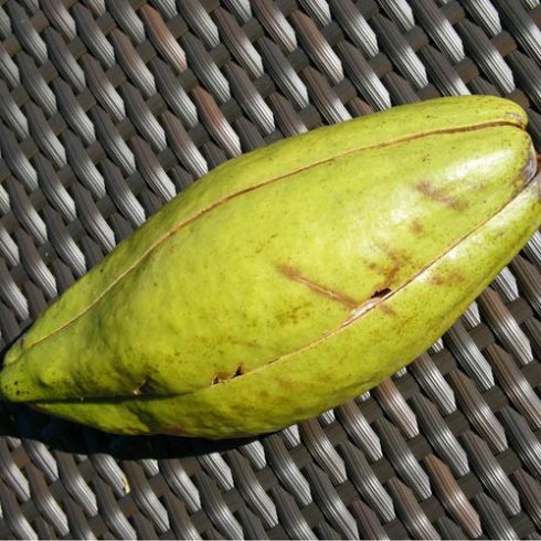 Ceiba pentandra - Kapok fa - 5db mag/csomag 