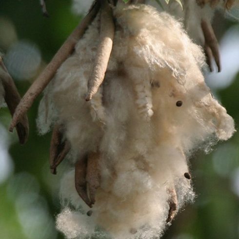 Ceiba pentandra - Kapok fa - 5db mag/csomag 