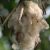 Ceiba pentandra - Kapok fa - 5db mag/csomag 