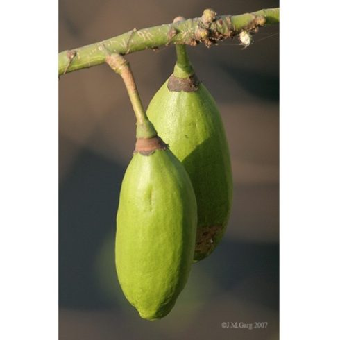 Ceiba pentandra - Kapok fa - 5db mag/csomag 