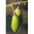 Ceiba pentandra - Kapok fa - 5db mag/csomag 