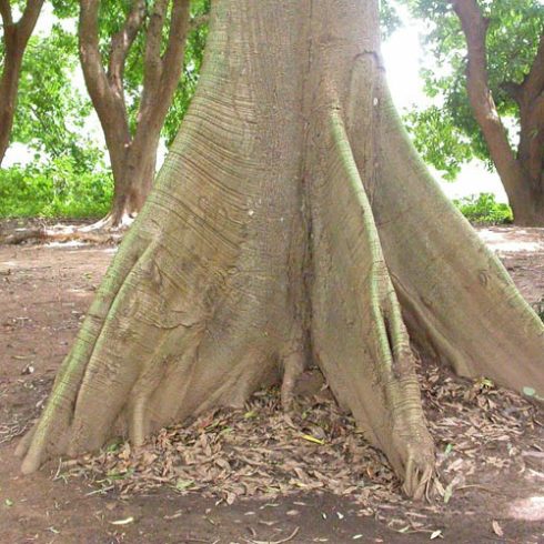 Ceiba pentandra - Kapok fa - 5db mag/csomag 