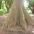 Ceiba pentandra - Kapok fa - 5db mag/csomag 