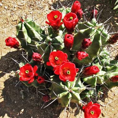 Echinocereus triglochidiatus - Borvörös töviskaktusz - 5db mag/csomag