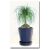 Beaucarnea recurvata - Buzogányfa - 5db mag/csomag