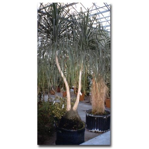 Beaucarnea recurvata - Buzogányfa - 5db mag/csomag