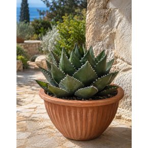 Agave triangularis olívazöld rozettával, világos kerámiacserépben, napfényes teraszon