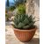 Agave triangularis olívazöld rozettával, világos kerámiacserépben, napfényes teraszon