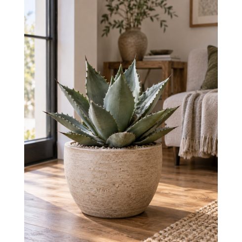 Agave triangularis, világos kaspóban, napfényes nappali enteriőrben