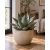 Agave triangularis, világos kaspóban, napfényes nappali enteriőrben