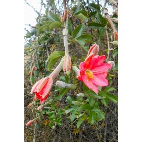 Passiflora mixta  Tumbo - 5db mag/csomag