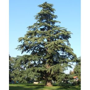 Cedrus deodara - Himalájai cédrus - 5db mag/csomag