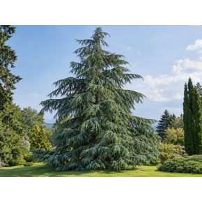 Cedrus deodara – Himalájai cédrus kifejlett, örökzöld fa, széles, kúpos koronával és bókoló ágakkal.