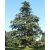 Cedrus deodara - Himalájai cédrus - 5db mag/csomag
