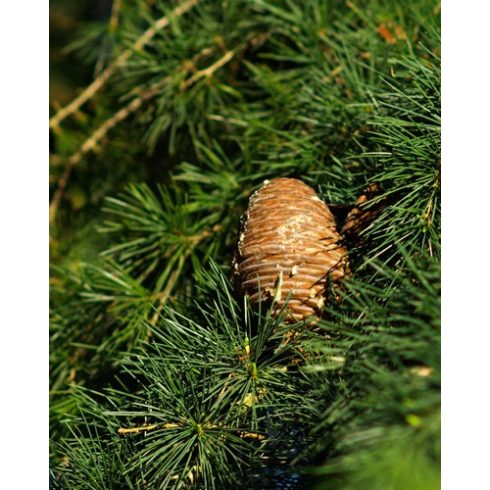 Cedrus deodara - Himalájai cédrus - 5db mag/csomag