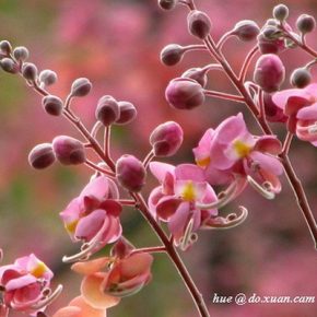 Cassia grandis- Pink kasszia - 5db mag/csomag