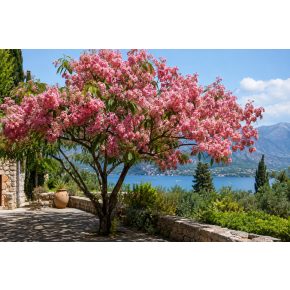 Virágzó Cassia grandis Pink kasszia fa mediterrán kertben rózsaszín virágfürtökkel
