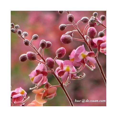 Cassia grandis- Pink kasszia - 5db mag/csomag