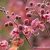 Cassia grandis- Pink kasszia - 5db mag/csomag