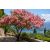 Virágzó Cassia grandis Pink kasszia fa mediterrán kertben rózsaszín virágfürtökkel
