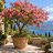 Cassia grandis Pink kasszia teljes virágzásban mediterrán tengerparti kertben