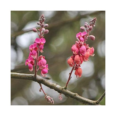 Cassia grandis- Pink kasszia - 5db mag/csomag