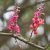 Cassia grandis- Pink kasszia - 5db mag/csomag