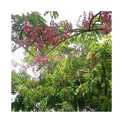 Cassia grandis- Pink kasszia - 5db mag/csomag