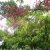 Cassia grandis- Pink kasszia - 5db mag/csomag