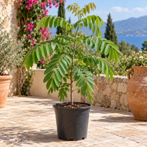 Fiatal Cassia grandis Pink kasszia növény cserépben mediterrán teraszon