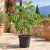 Fiatal Cassia grandis Pink kasszia növény cserépben mediterrán teraszon