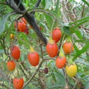 Solanum laciniatum - Kengurualma - 5db mag/csomag