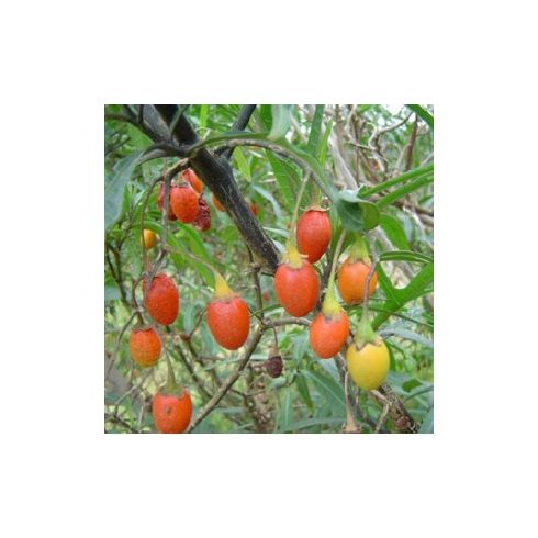 Solanum laciniatum - Kengurualma - 5db mag/csomag