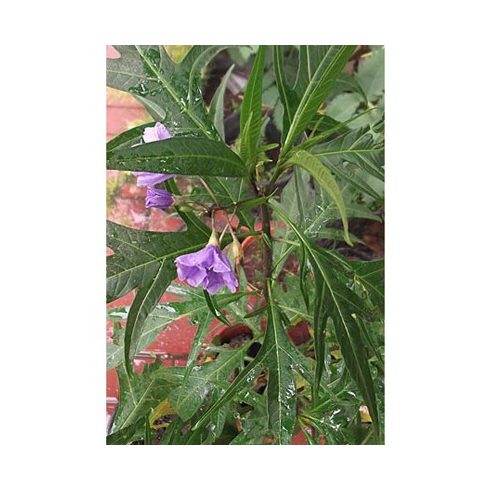 Solanum laciniatum - Kengurualma - 5db mag/csomag