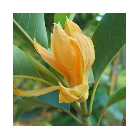 Magnolia champaca - Illatos liliomfa - 5db mag/csomag