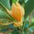 Magnolia champaca - Illatos liliomfa - 5db mag/csomag