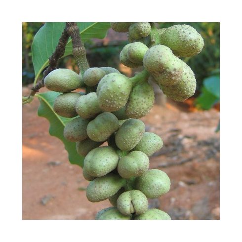 Magnolia champaca - Illatos liliomfa - 5db mag/csomag