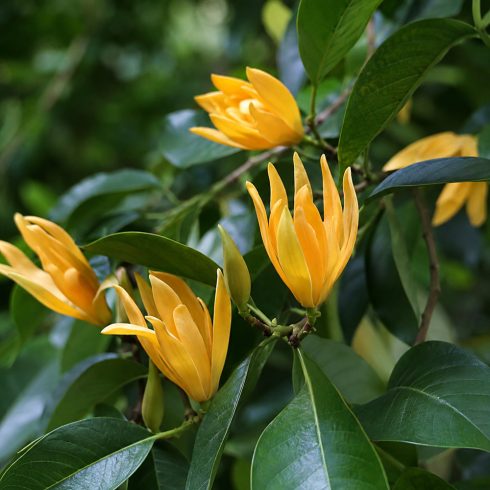 Magnolia champaca - Illatos liliomfa - 5db mag/csomag
