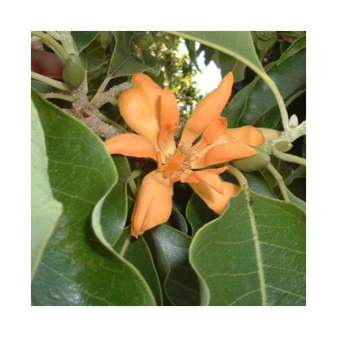 Magnolia champaca - Illatos liliomfa - 5db mag/csomag