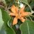 Magnolia champaca - Illatos liliomfa - 5db mag/csomag