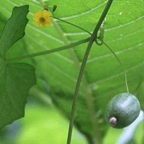 Melothria pendula - Kúszó uborka - 5db mag/csomag