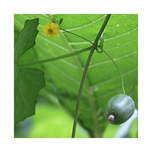 Melothria pendula - Kúszó uborka - 5db mag/csomag