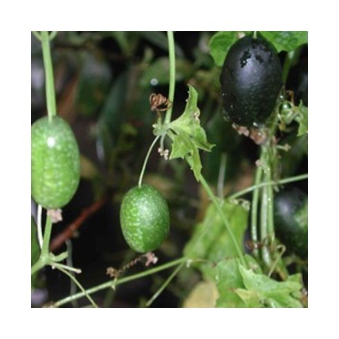 Melothria pendula - Kúszó uborka - 5db mag/csomag