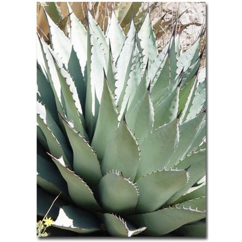 közös kezelés agave