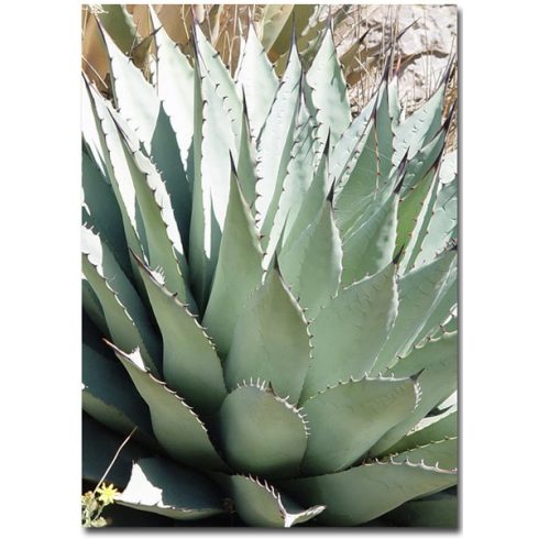 Agave parryi subsp. neomexicana - Mescal agave- 5db mag/csomag