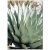 Agave parryi subsp. neomexicana - Mescal agave- 5db mag/csomag