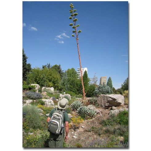Agave parryi subsp. neomexicana - Mescal agave- 5db mag/csomag