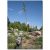 Agave parryi subsp. neomexicana - Mescal agave- 5db mag/csomag