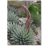   Agave parryi subsp. neomexicana - Mescal agave- 5db mag/csomag