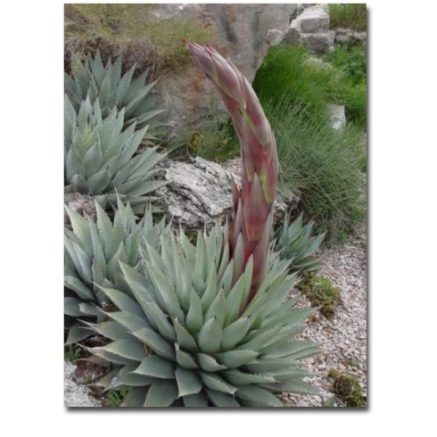 Agave parryi subsp. neomexicana - Mescal agave- 5db mag/csomag